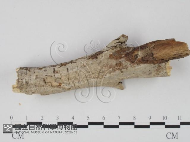 登錄號:F0008769藏品圖，第4張