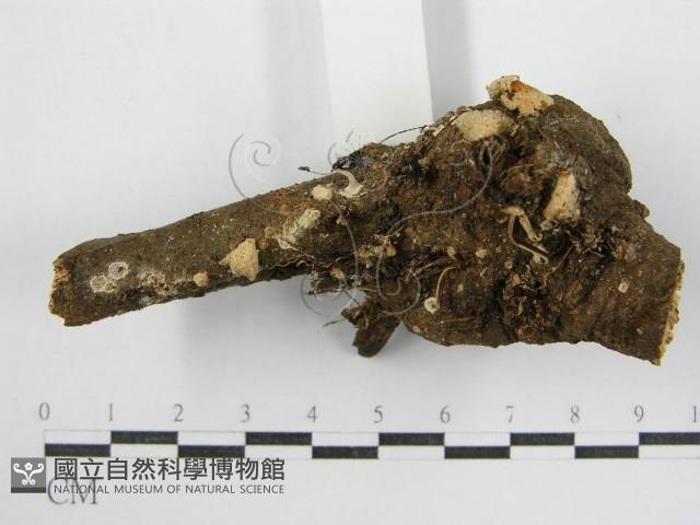 鬼傘屬藏品圖，第4張