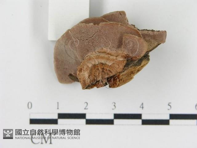 登錄號:F0006769藏品圖，第4張