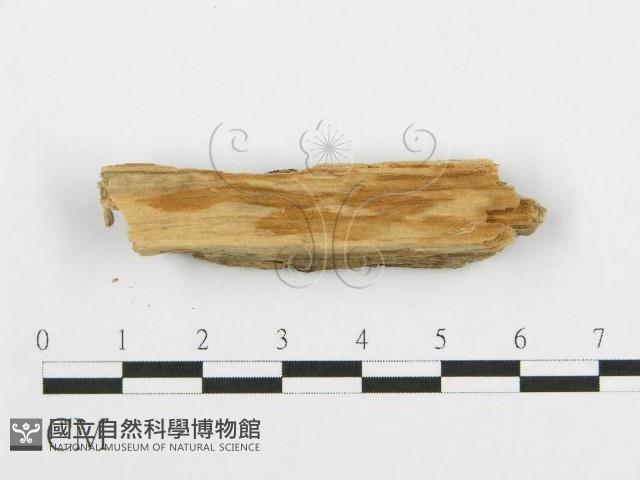 登錄號:F0016769藏品圖，第4張