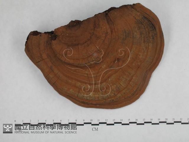 登錄號:F0014769藏品圖，第4張