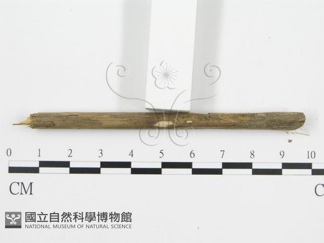 登錄號:F0012769藏品圖，第4張