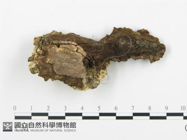 登錄號:F0019769藏品圖，第4張