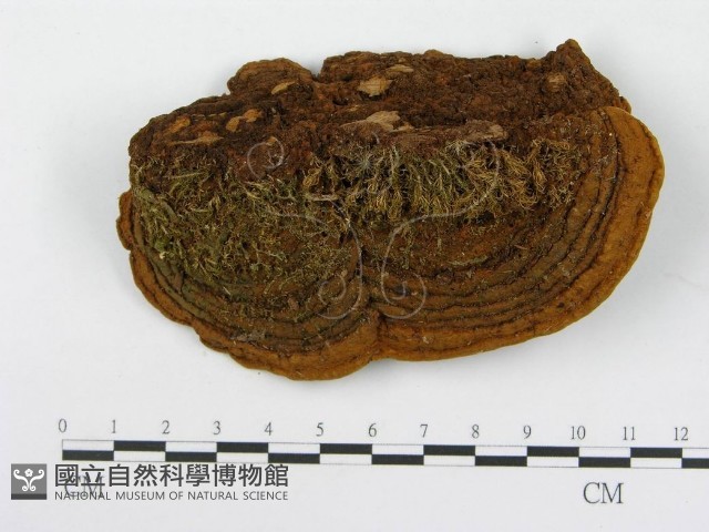 木層孔菌屬藏品圖，第4張