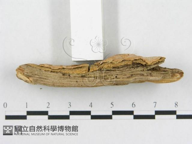 登錄號:F0006569藏品圖，第4張