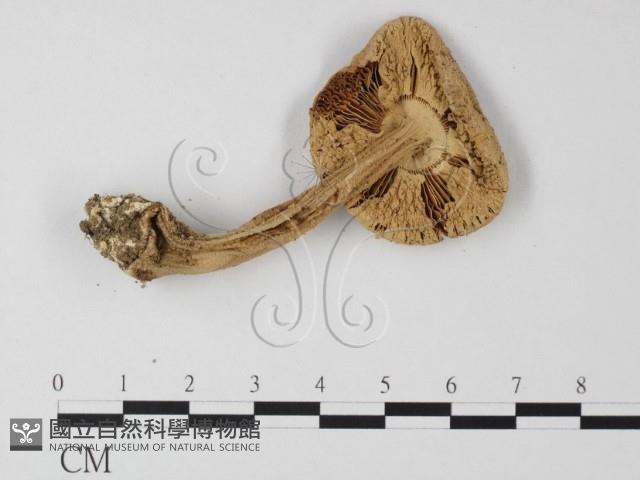 登錄號:F0014569藏品圖，第4張