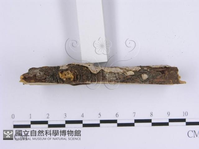 韌革菌屬藏品圖，第4張