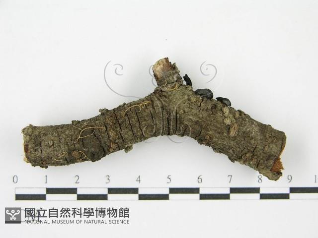 登錄號:F0001169藏品圖，第4張