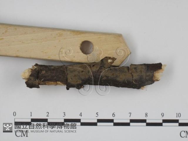 登錄號:F0009169藏品圖，第4張