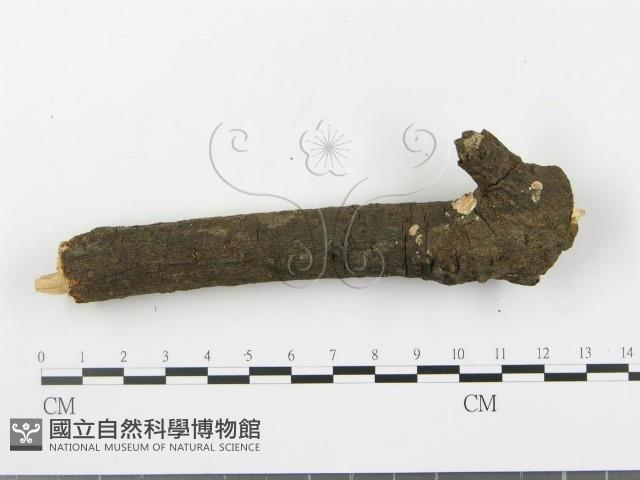 登錄號:F0020069藏品圖，第4張