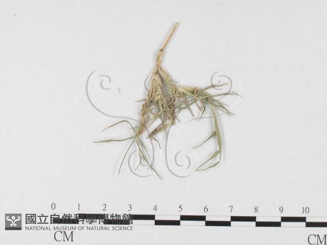 登錄號:F0026369藏品圖，第4張