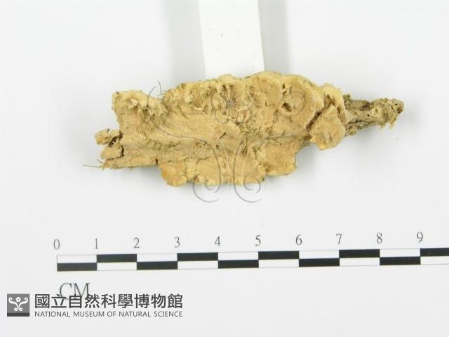 登錄號:F0006369藏品圖，第4張