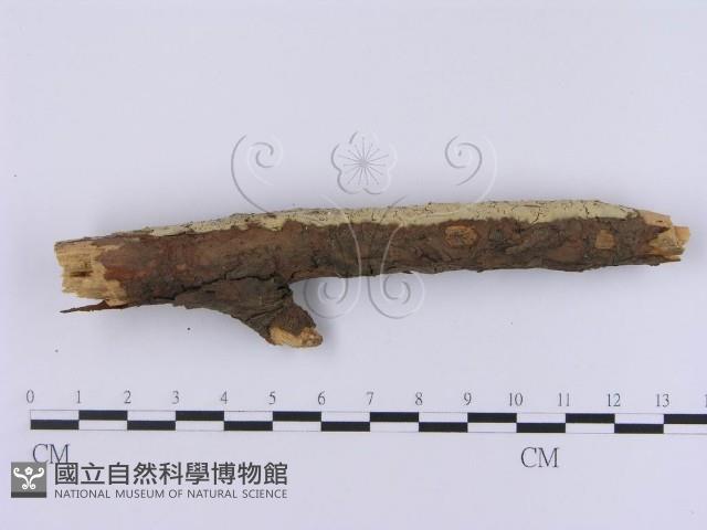 登錄號:F0001369藏品圖，第4張