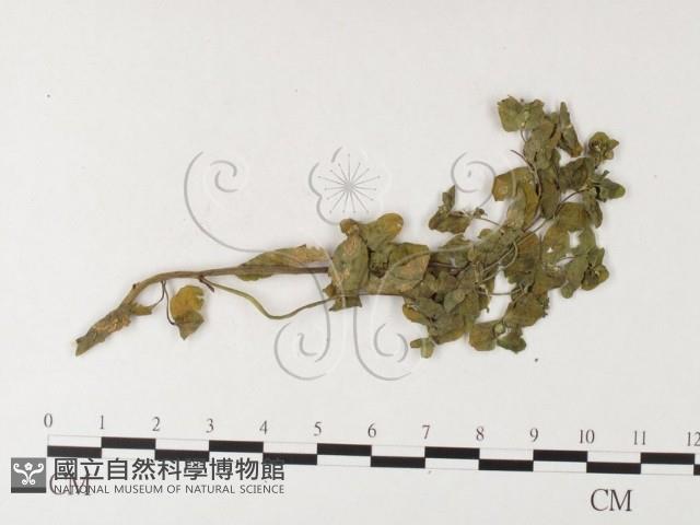登錄號:F0026229藏品圖，第4張