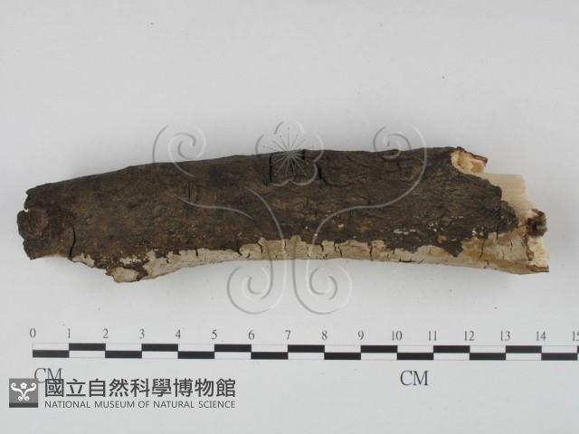 登錄號:F0001229藏品圖，第4張