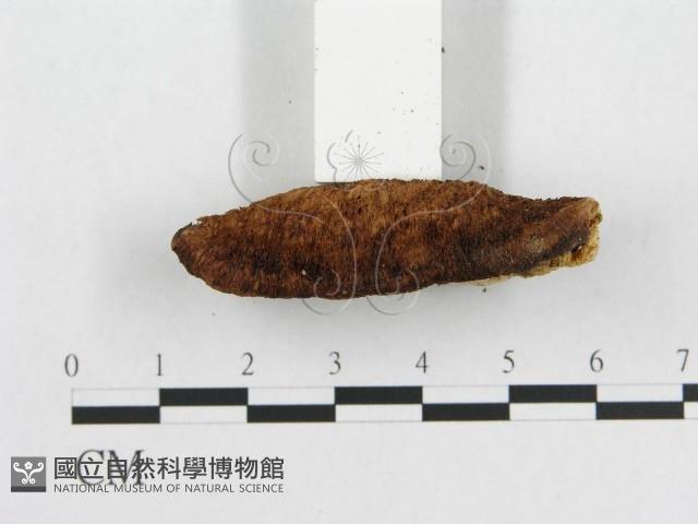 登錄號:F0007229藏品圖，第4張