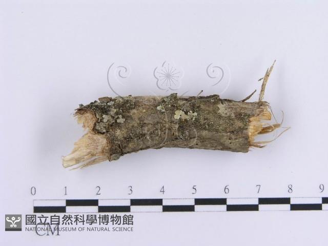 登錄號:F0003229藏品圖，第4張