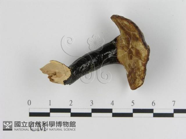 登錄號:F0018829藏品圖，第4張