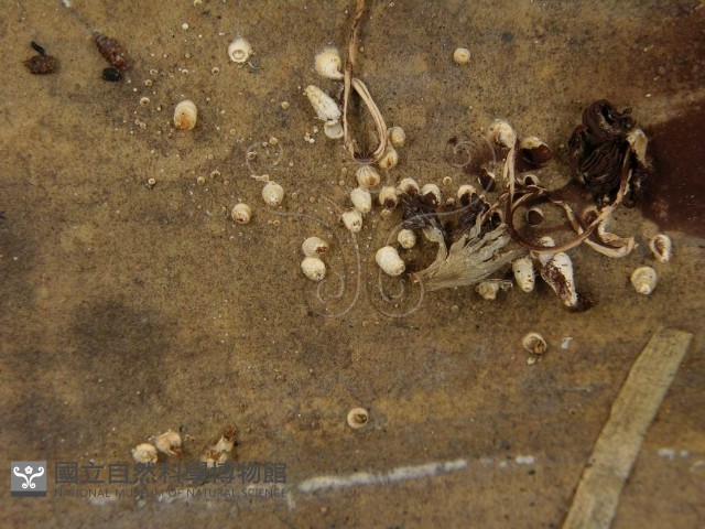 鬼傘屬藏品圖，第4張