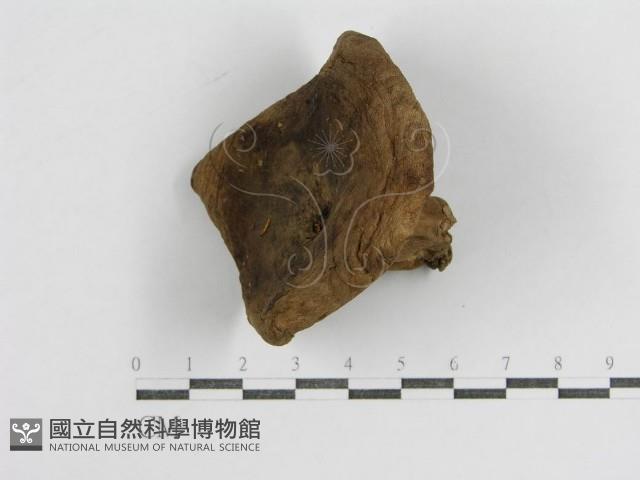 登錄號:F0003829藏品圖，第4張