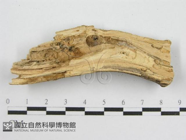登錄號:F0000929藏品圖，第4張