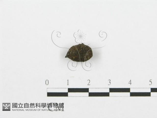 登錄號:F0002929藏品圖，第4張
