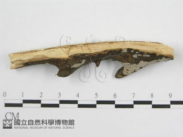 登錄號:F0012929藏品圖，第4張