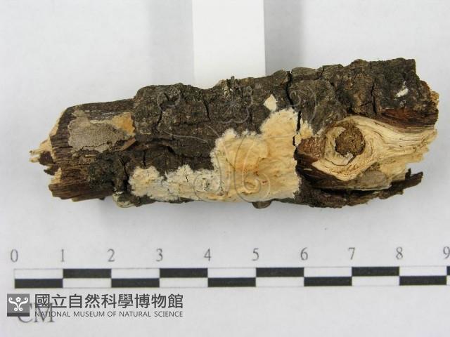 射脈菌屬藏品圖，第4張