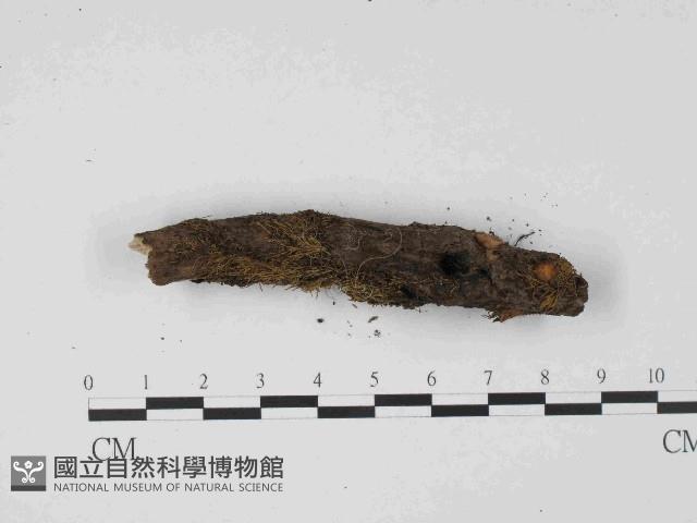 登錄號:F0014629藏品圖，第4張