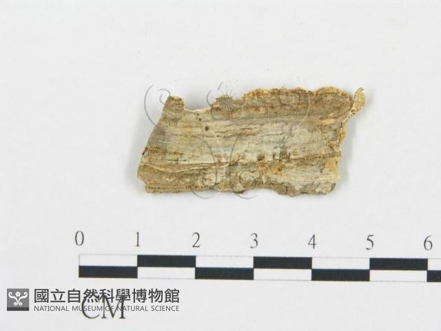 登錄號:F0017629藏品圖，第4張