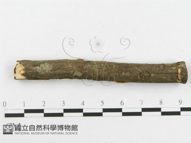 登錄號:F0020429藏品圖，第4張