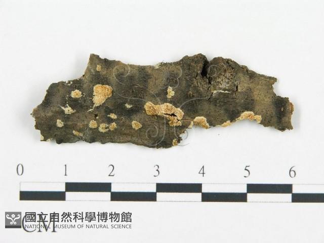 登錄號:F0017429藏品圖，第4張