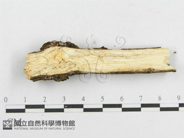 登錄號:F0013729藏品圖，第4張