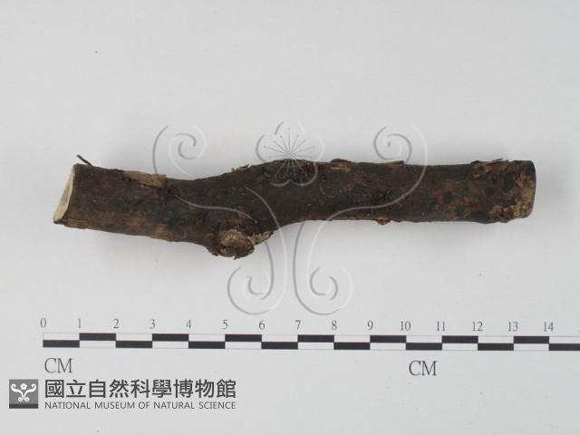 銀耳屬藏品圖，第4張