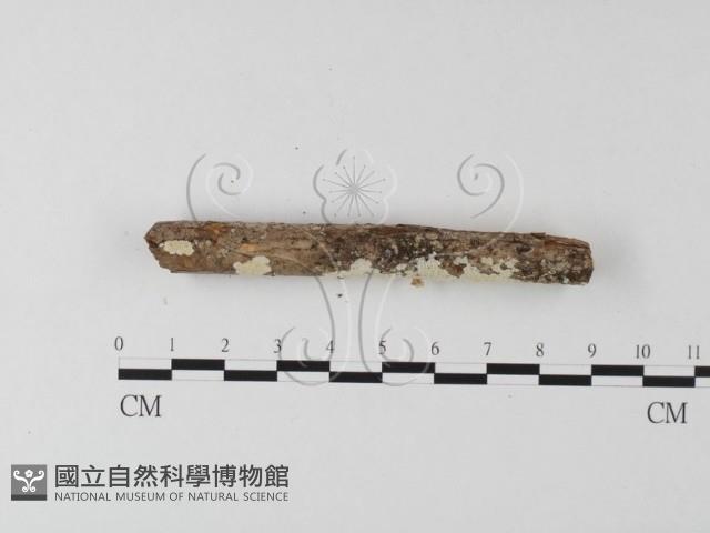 齒耳菌屬藏品圖，第4張