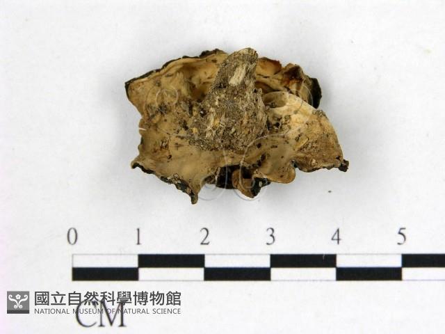 登錄號:F0021029藏品圖，第4張