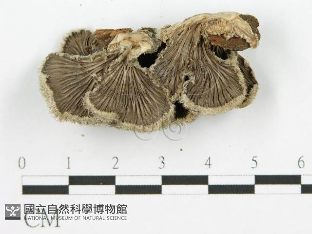 裂褶菌藏品圖，第4張