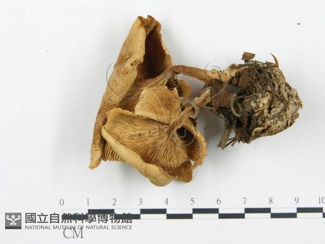 登錄號:F0017029藏品圖，第4張