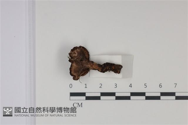 登錄號:F0035029藏品圖，第4張