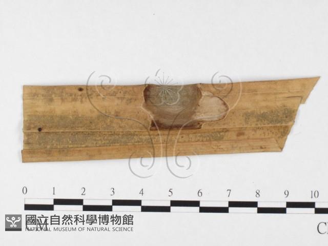 登錄號:F0026329藏品圖，第4張