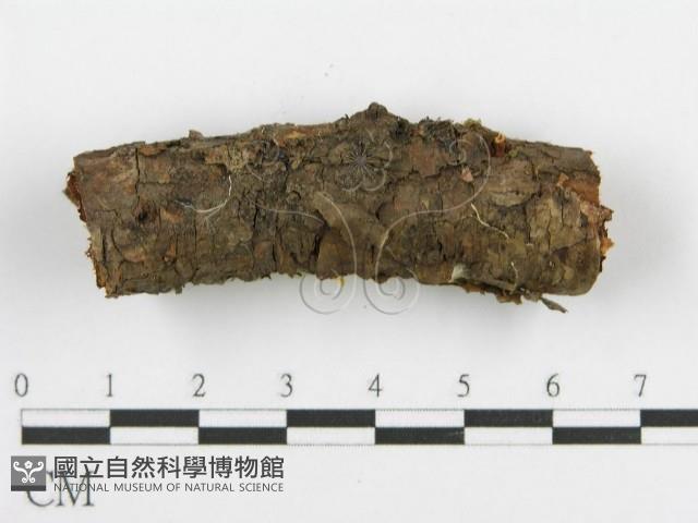 登錄號:F0015329藏品圖，第4張