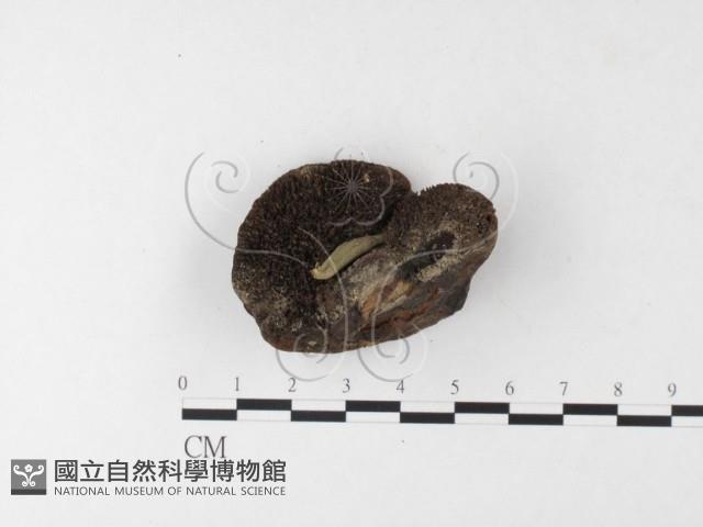 登錄號:F0026209藏品圖，第4張