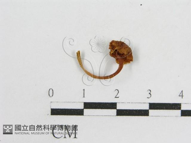 登錄號:F0010809藏品圖，第4張