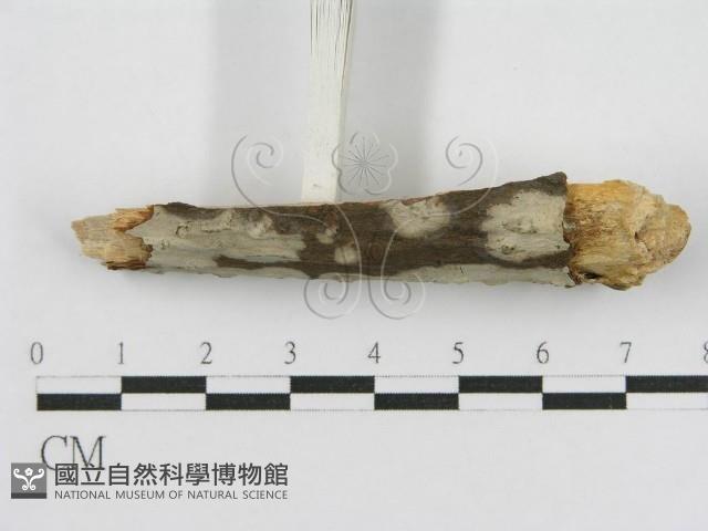 登錄號:F0012809藏品圖，第4張