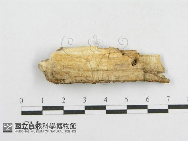 登錄號:F0017809藏品圖，第4張