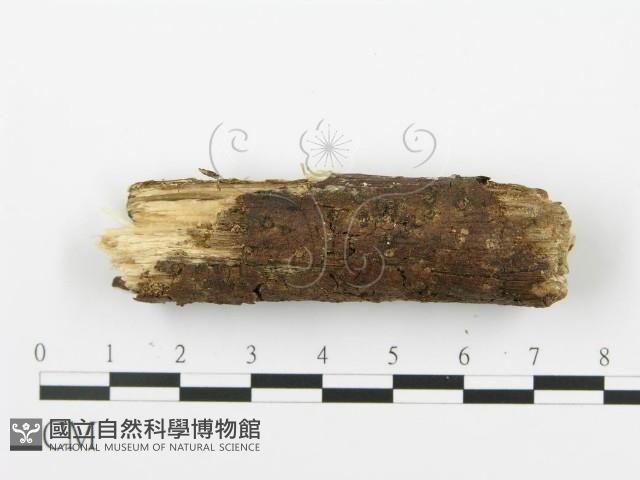 登錄號:F0002909藏品圖，第4張