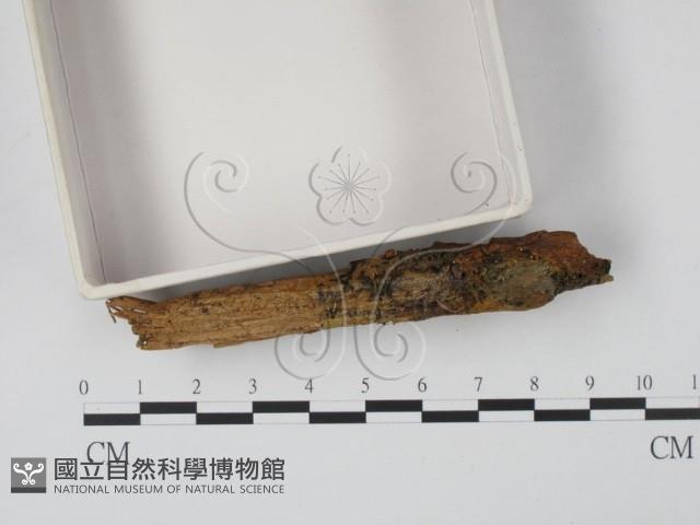 登錄號:F0013909藏品圖，第4張