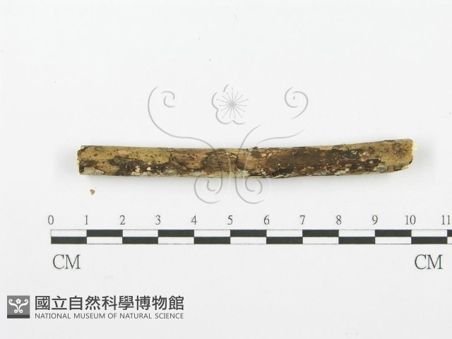齒耳菌屬藏品圖，第4張