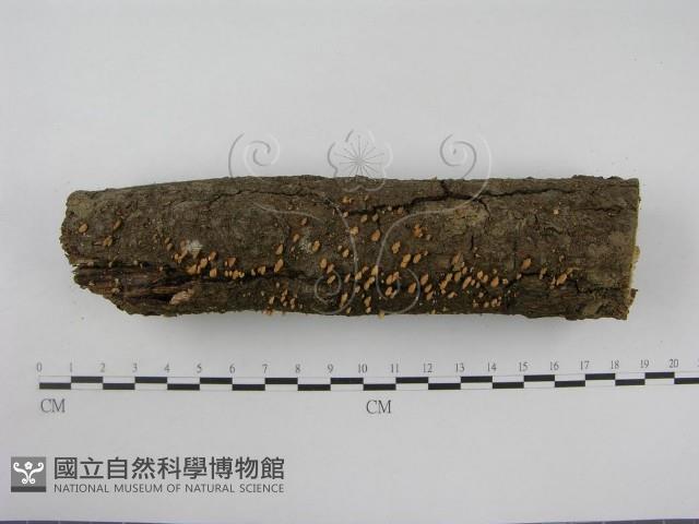 登錄號:F0012609藏品圖，第4張