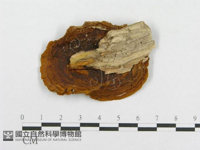 木層孔菌屬藏品圖，第4張